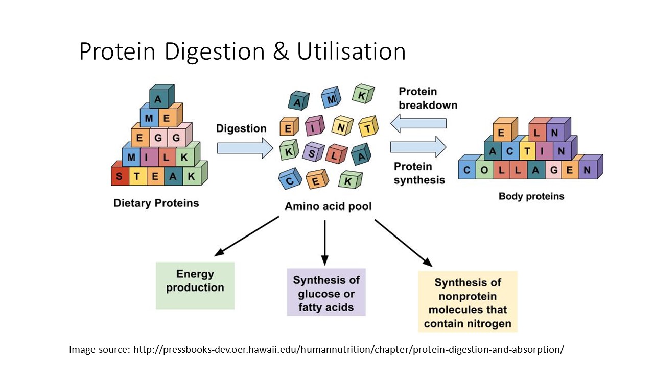 education-in-nutrition